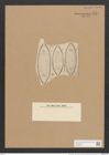 Surirella kittoniana A. Schm. (de-Toni-Nr.: Genus 53, Species 2369) Zeichnungen Sammlung Grunow Nr. 4774 (NHMW-BOT-W0372901)